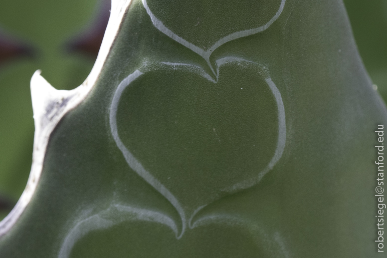 arizona garden